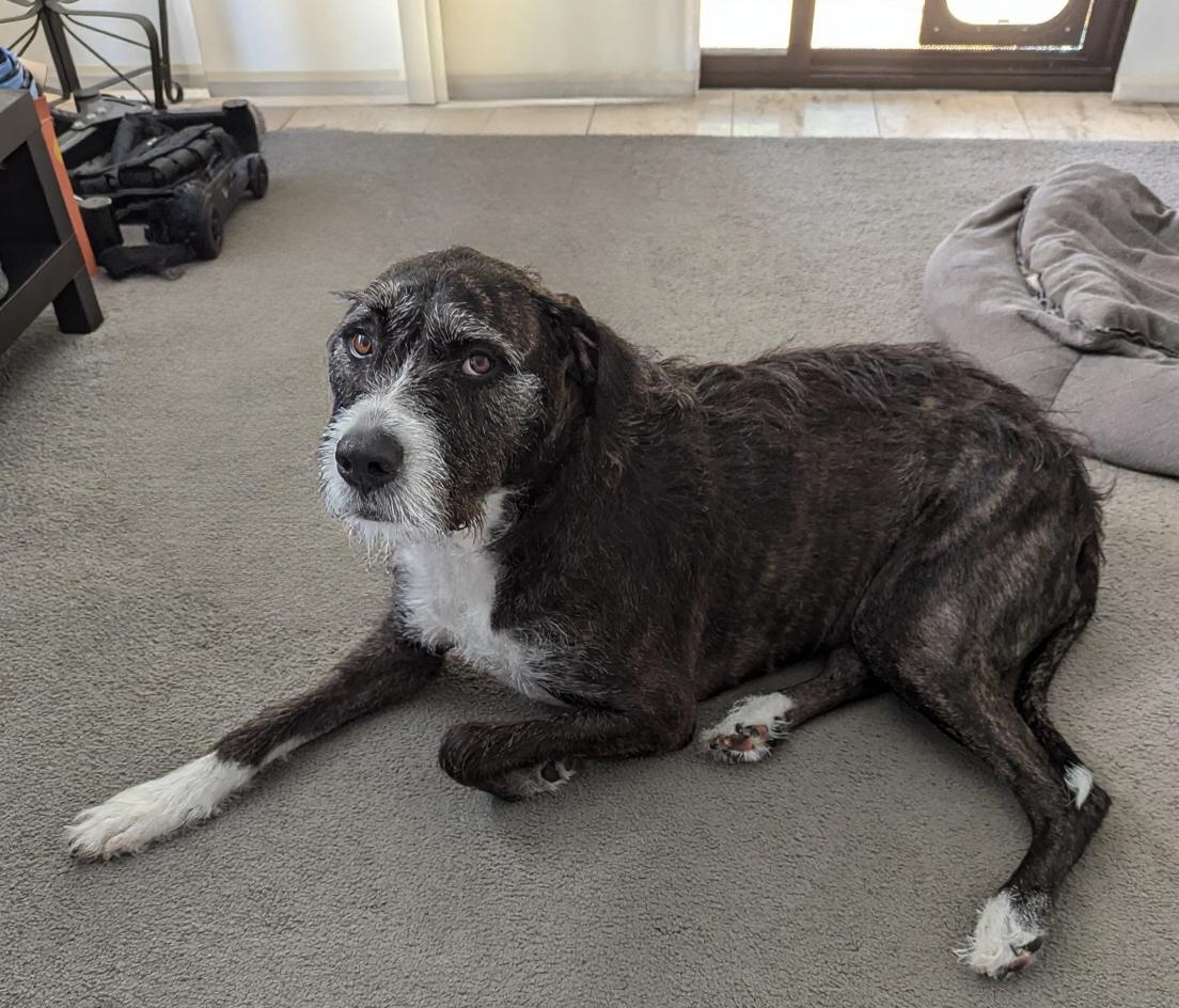 Updated Original - a very convincing removal of my Dog's cone