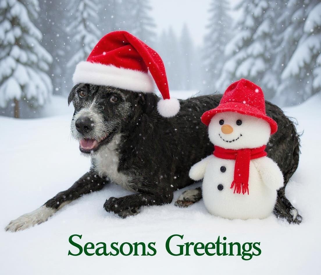 doggo-xmas-1.jpg