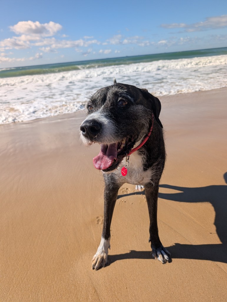 My dog standing on the sand at the beach, mouth open, with waves behind
