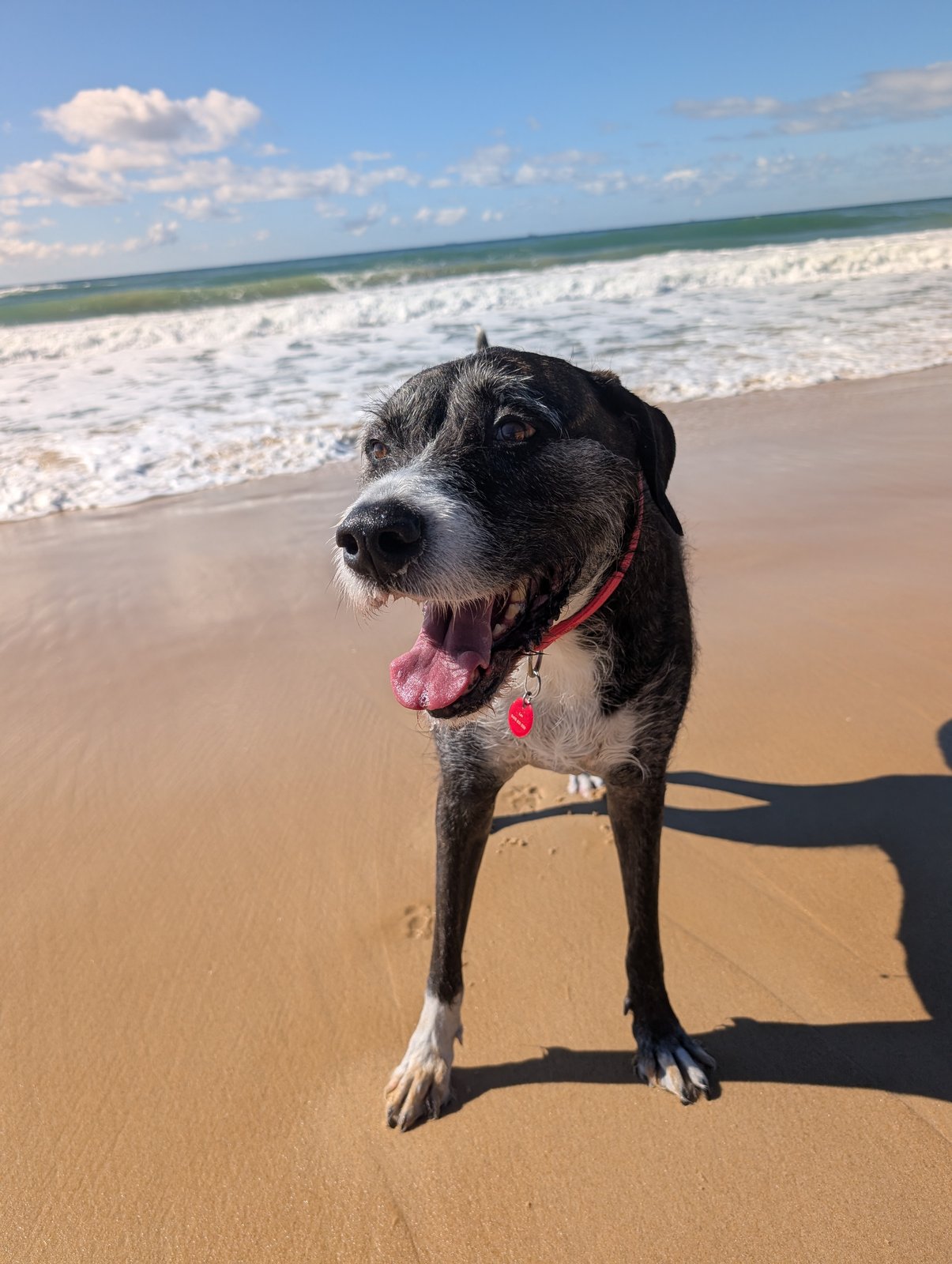 Doggo standing on a beach